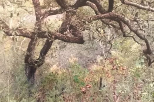 Rancho en Pinal de Amoles en Venta Cienega de San Juan Rancho Alcala