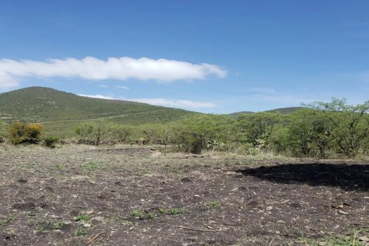 PIE DE GALLO $500,000